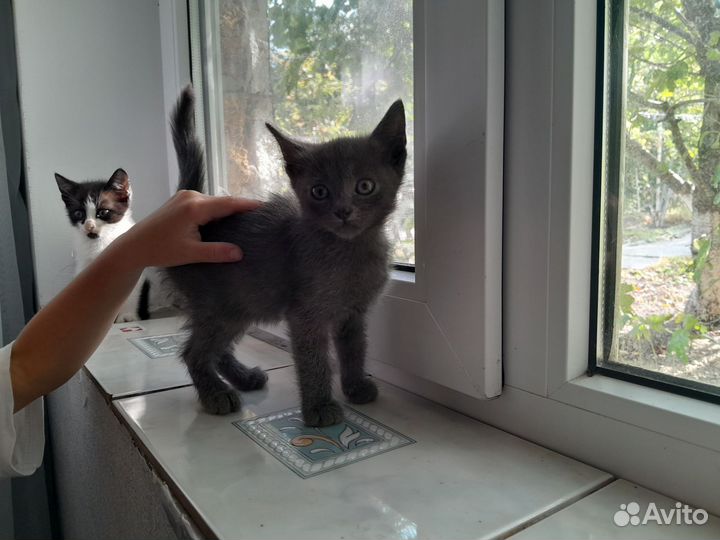 Котята в хорошие руки