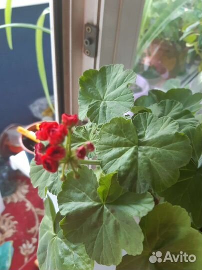 Пеларгония герань