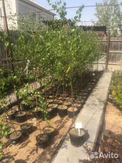 Берёза, дуб, клен, рябина, ива