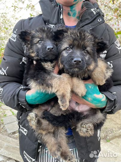 Щенки немецкой овчарки