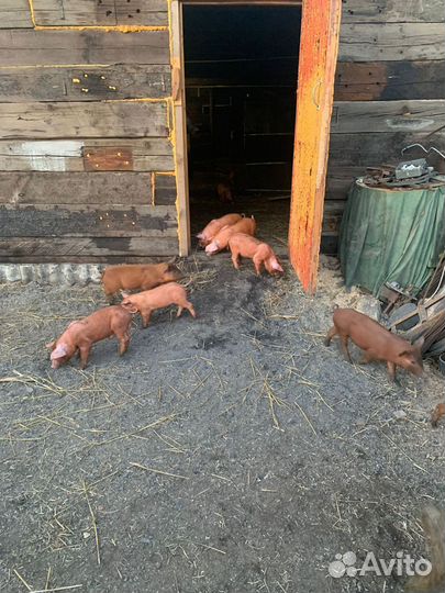 Поросята