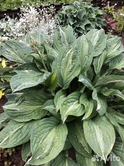 Хоста Стриптиз