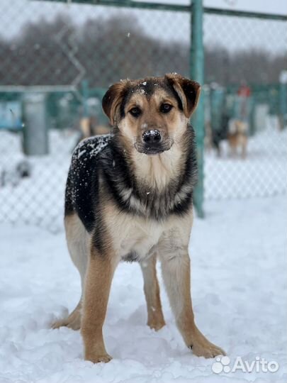 Овчарка щенок в добрые руки