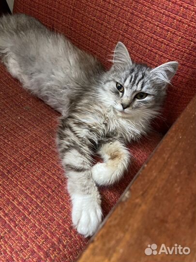 Котёнок в добрые руки