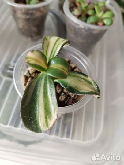 Суккуленты