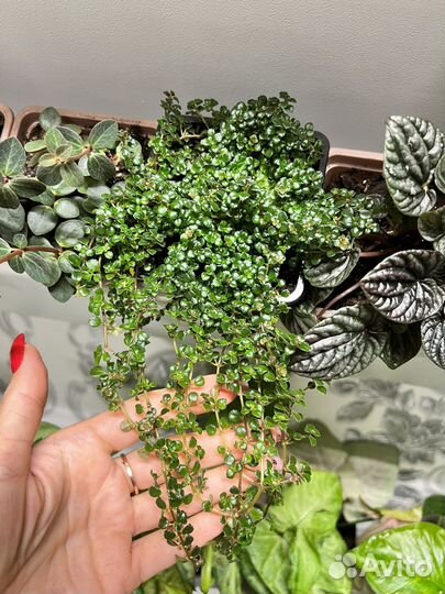 Комнатные цветы пилея