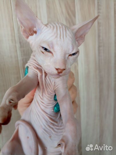 Донской сфинкс котята