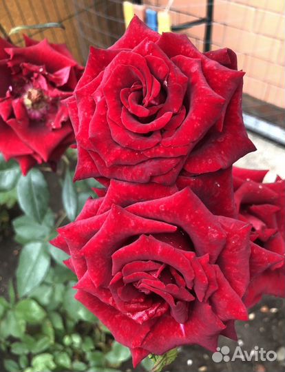 Ирис, юкка, хризантемы