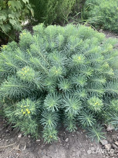 Молочай елочка садовый