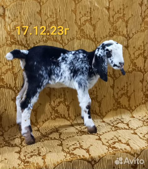 Англо нубийские козы, нубийские козлята