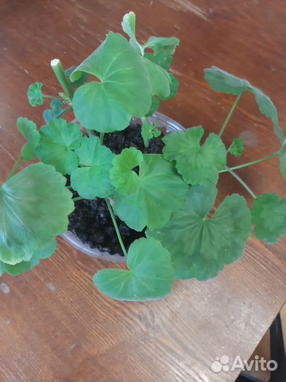 Герань пеларгония