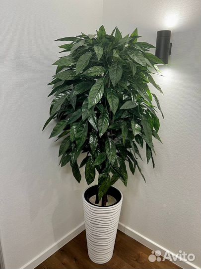 Искусственные деревья для дома и офиса в наличии