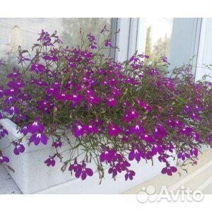 Рассада лобелии