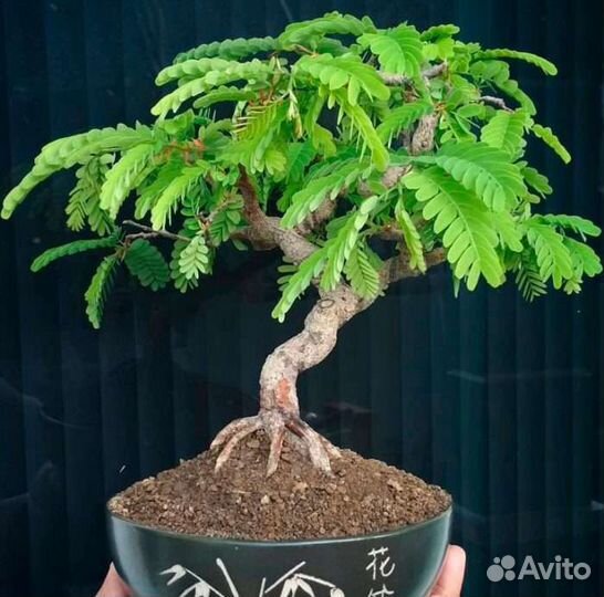 Тамаринд (индийский финик)