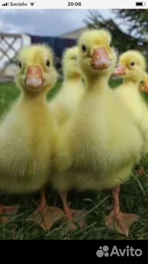 Гусята
