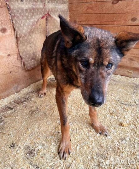 Собака ищет своего