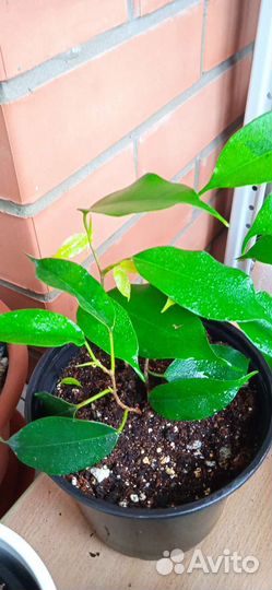 Фикус бенджамина Реджинальд