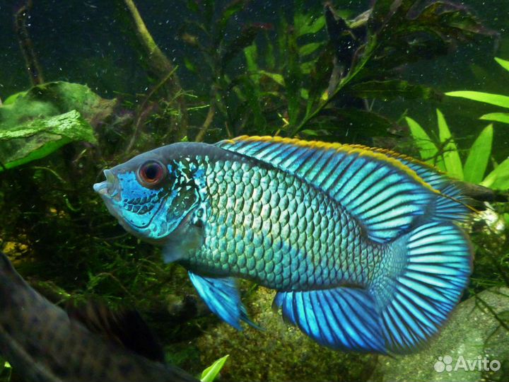 Рыбки аквариумные оптом и в розницу