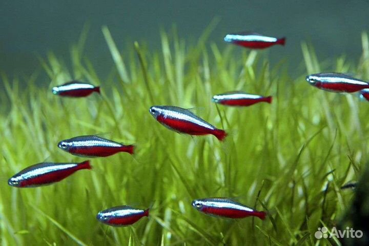 Аквариумная рыбка Неон голубой и красный