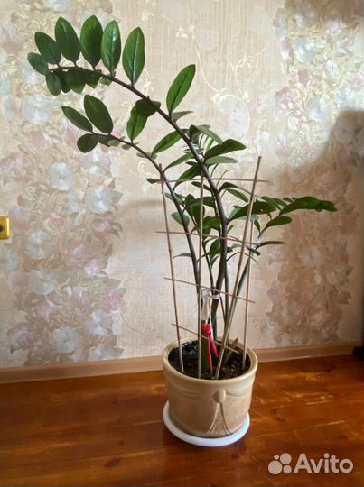 Замиокулькас