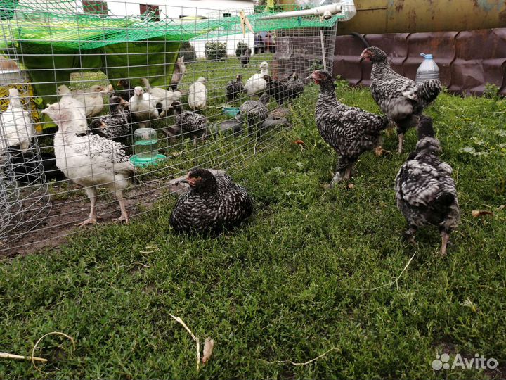 Куры петухи