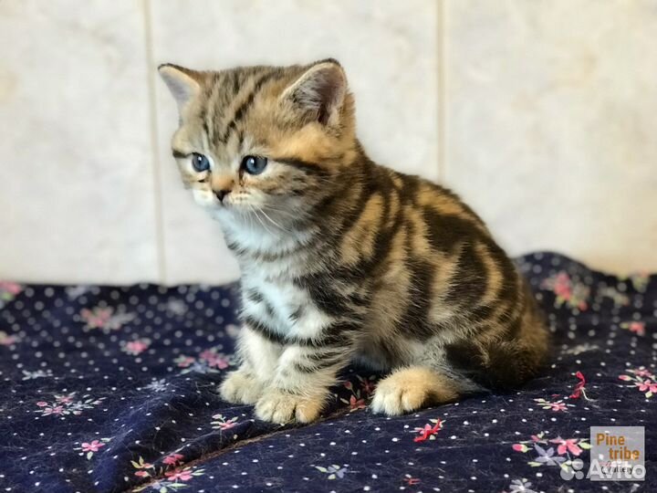 Шотландские котята девочки мраморная и пятнистая