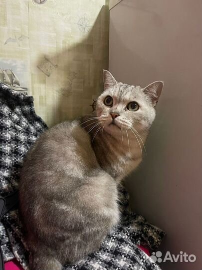 Британская мурлыка в дом