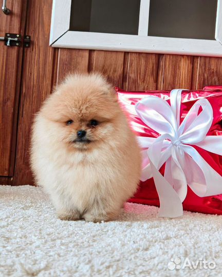 Померанский шпиц люксовая девочка медвежонок