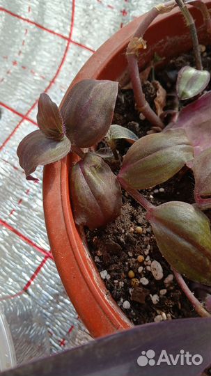 Традесканция