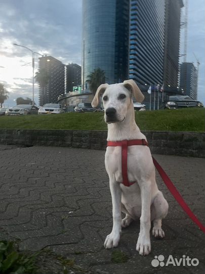 Щенок Манула