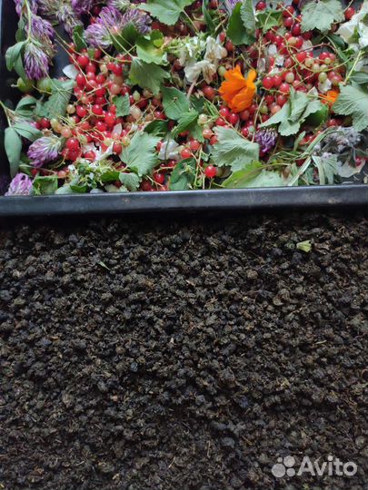 Иван-чай (Кипрей) ферментированный