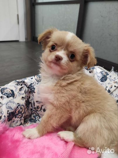 Щенки чихуахуа длинношерстные