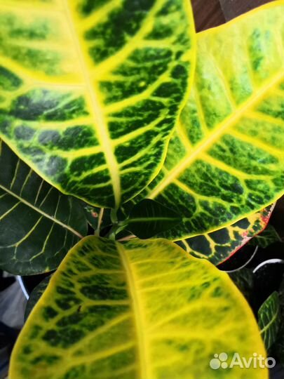 Цветок Кротон Петра