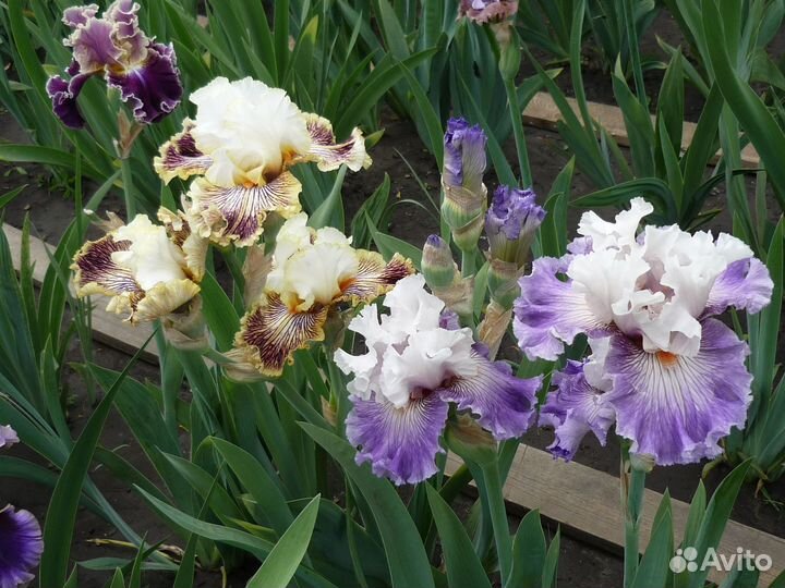 Ирисы бородатые