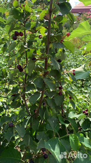 Ирга саженцы