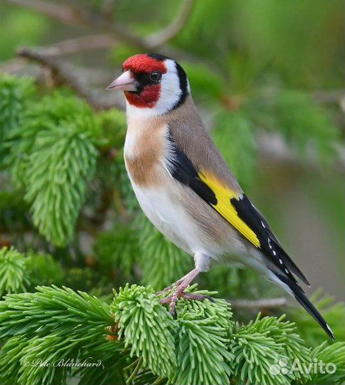 Певчие лесные птицы