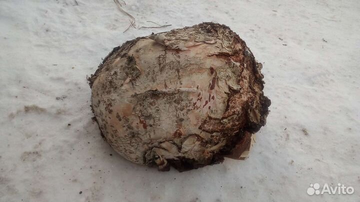 Сувель березовый