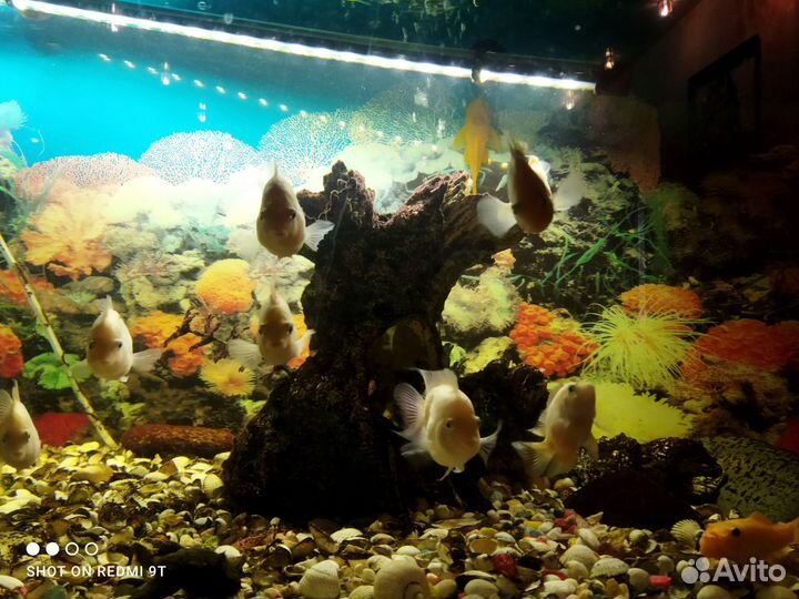 Аквариумные рыбки Цихлазома