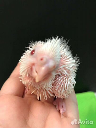 Выкормыши попугаев