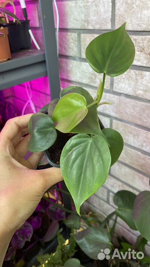 Филодендроны Эпипремнумы Хедера