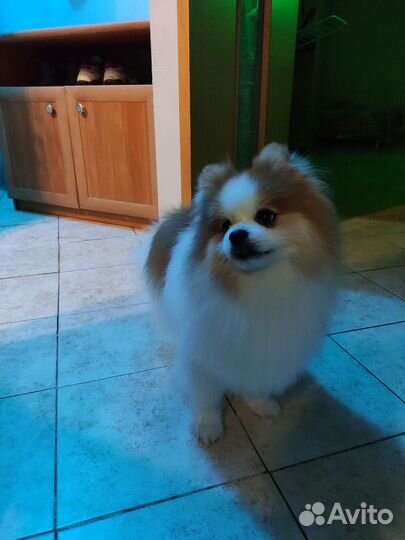 Собаки щенки шпиц мальчик