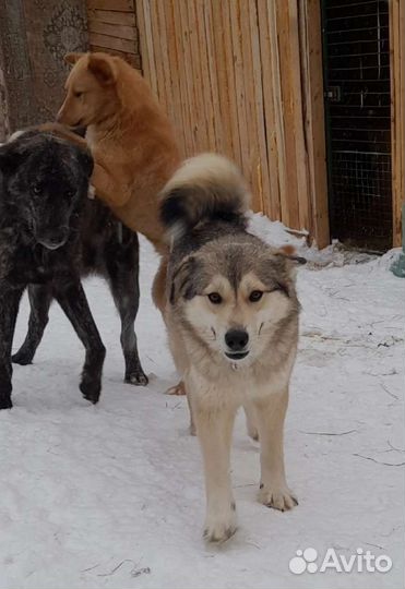 Лунтик ищет дом