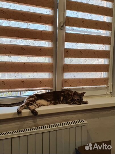 Шторы жаккард