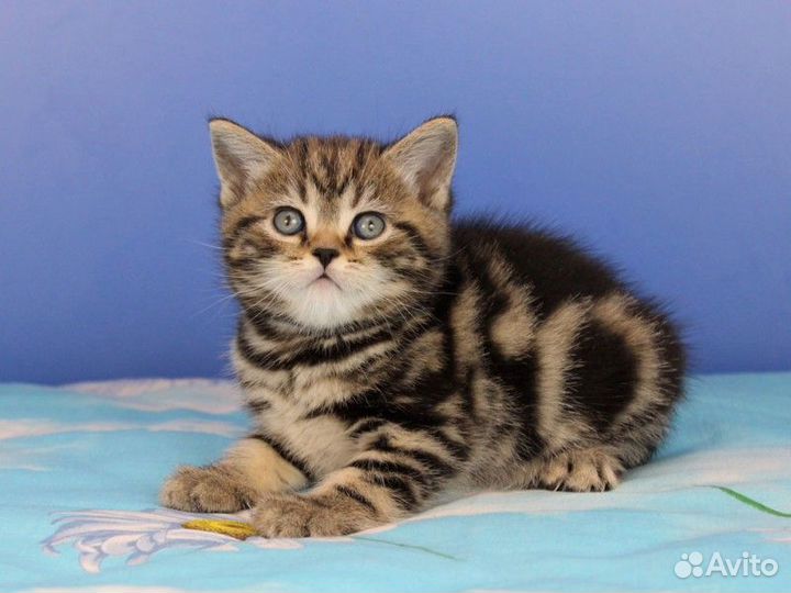 Красивые мраморные и пятнистые котята