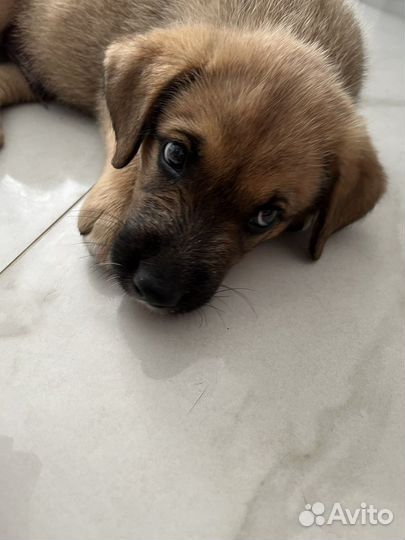 Щенок в дар