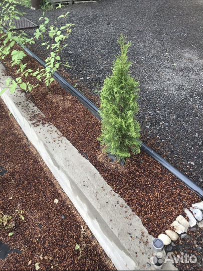 Шелуха кедрового ореха