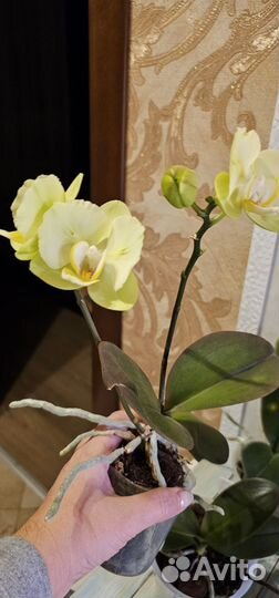 Орхидея фаленопсис бабочка