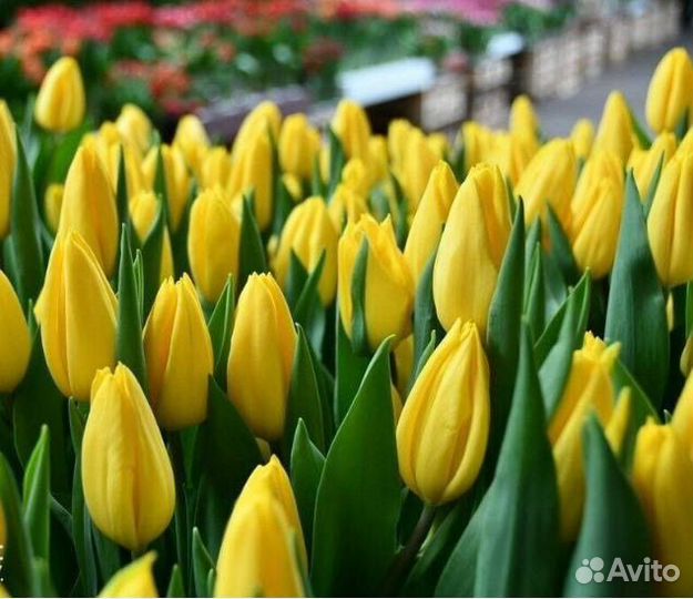 Тюльпаны к 8 марта