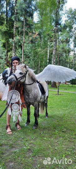 Животные на мероприятия лошади,пони,кареты,сани