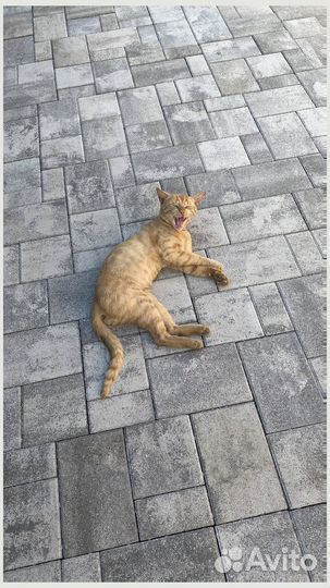 Тротуарная плитка брусчатка